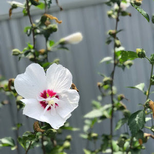 Meet your Posher, Jackson